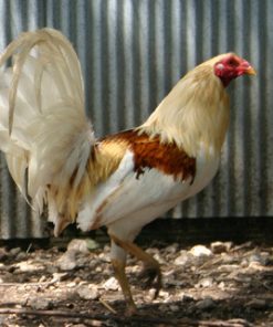 American Gamefowl